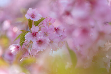 満開に咲く早咲きの河津桜