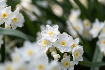 満開の水仙の花