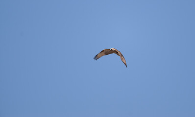 空を飛ぶ猛禽類　ノスリ