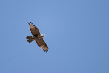 Obraz premium 空を飛ぶ猛禽類 ノスリ