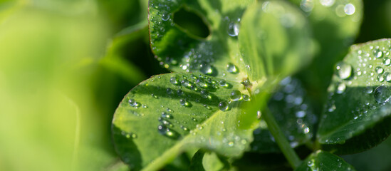 雨に濡れた葉っぱ