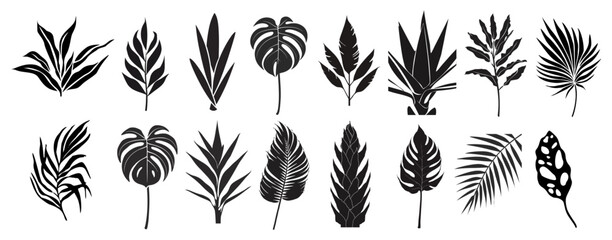 Set of black silhouettes of tropical leaves. Hand drawn elegant exotic eucalyptus, monstera, banana, palm leaves. Trendy botanical vector monochrome illustrations isolated © Creative_Juice_Art