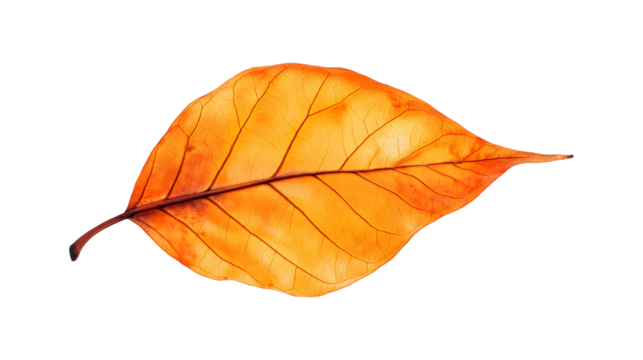 A leaf with brown spots is shown 