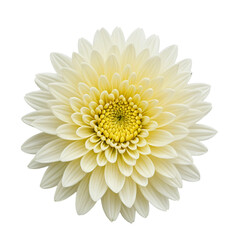white chrysanthemum isolated on white