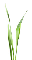 Blades of green grass isolated on white