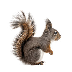 Obraz premium Squirrel white background