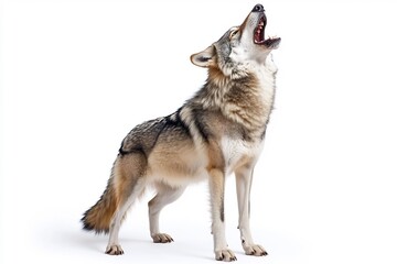  A majestic wolf howling, with a powerful stance on a white backdrop. 