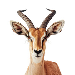 Fototapeta premium Antelope no background