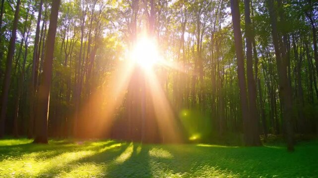 Sunlight Beaming Through Lush Green Forest Trees in slow motion
