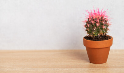 Small pink cactus growing in terracotta pot on wooden table