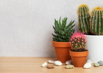 Small cactus and succulents growing in terracotta pots on wooden table