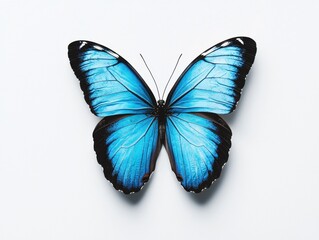 Fototapeta premium Vibrant Blue Butterfly Spread Wings on White Background Display