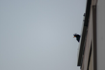 Black bird perched on building edge against cloudy sky background