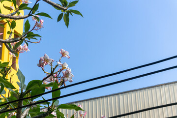 Vibrant Orchid Blooms Against Clear Blue Sky in Urban Setting