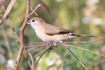 Silver bill 