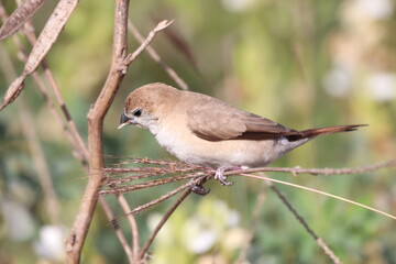 Silver bill 
