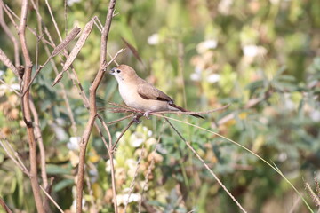 Silver bill 