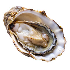 Oyster isolated on transparent background  
