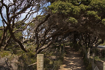 Hiking track at the coast in Anglesea, Victoria, Australia
