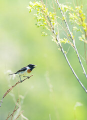 Obraz premium 野鳥