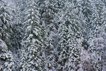 A dense forest of snow-laden evergreens creates a textured, wintry scene, highlighting the delicate...