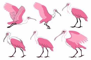 set of Roseate Spoonbill silhouette vector illustration