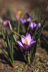 Purple Crocus flowers bloom after winter. Delicate spring flowers. Crocus flower purple colors closeup in garden. 