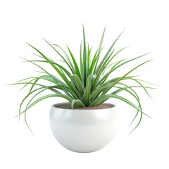 Houseplant air plant no background