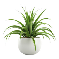 Houseplant air plant no background