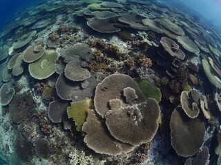 coral scenery underwater philippines tropical ocean floor