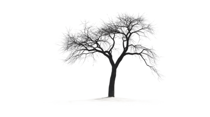 A large tree with no leaves is shown against