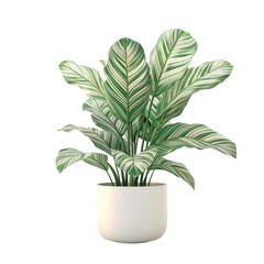 Houseplant calathea no background