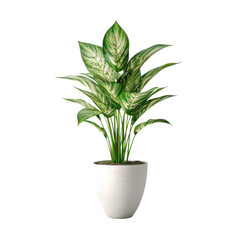 Houseplant Chinese evergreen no background
