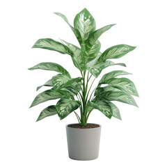 Houseplant Chinese evergreen no background