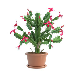 Houseplant Christmas cactus no background