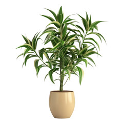 Houseplant dracaena no background