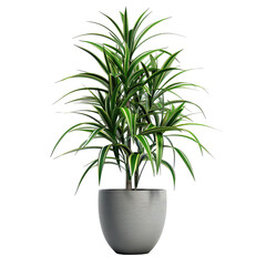 Houseplant dracaena no background
