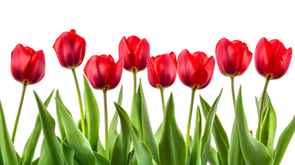 A row of red tulips with green leaves