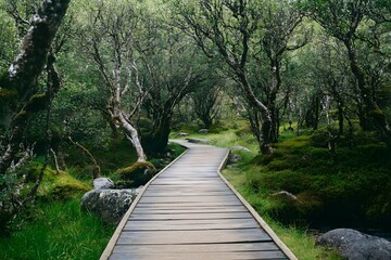 Obraz premium Wooden path winds through verdant woodland, moss-covered rocks abound