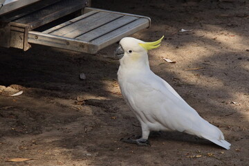 Yellow-crested cockatoo in a campground in Victoria, Australia
