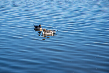 湖を泳ぐオナガガモのオス