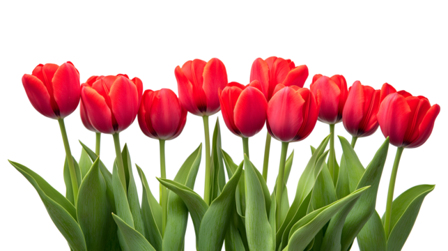 A row of red tulips with green leaves