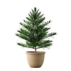 Houseplant norfolk island pine no background
