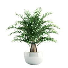 Houseplant norfolk island pine no background