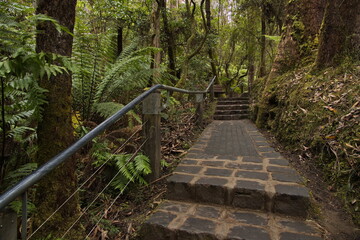 Obraz premium Hiking track to Erskine Falls at Lorne, Victoria, Australia 
