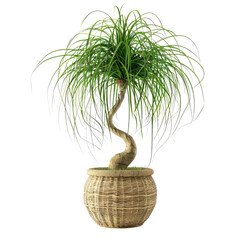 Houseplant ponytail palm no background