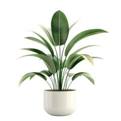 Houseplant swiss Chinese plant no background