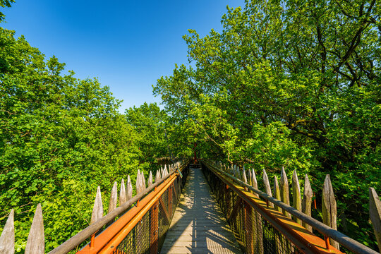 Treetop Walk at Ivenacker Oaks, Pomerania, Germany