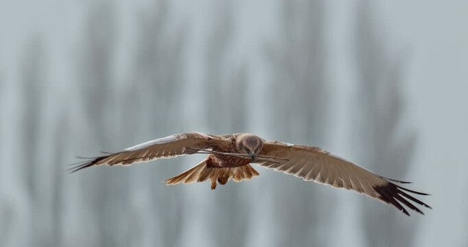 Tagged western marsh harrier flying with branches