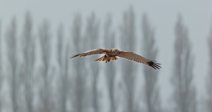 Tagged western marsh harrier building a nest